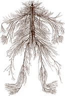 Wildtrack logo: a human nervous system drawn as branching roots